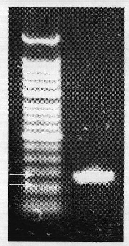 Preparation method for probes related to breast cancer molecular markers and application of same