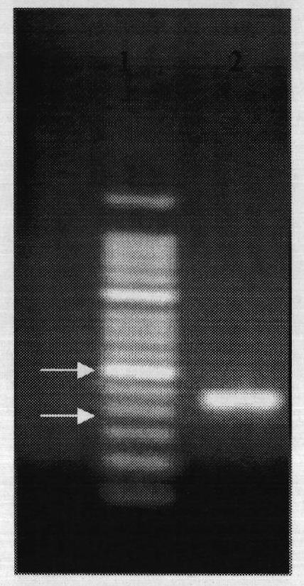 Preparation method for probes related to breast cancer molecular markers and application of same