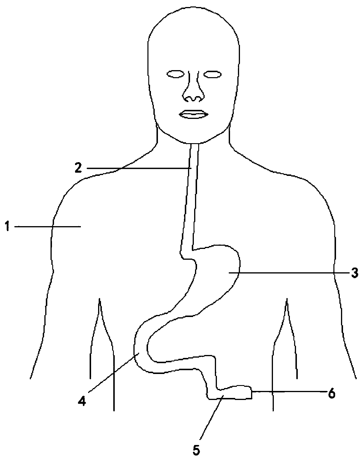 Ultrasonic simulation device used for guiding placement of nasointestinal tube