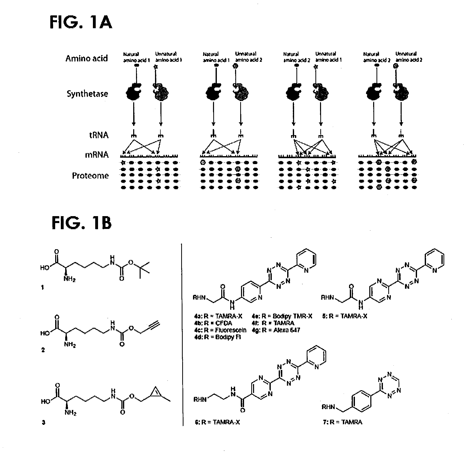 Cyclopropene amino acids and methods