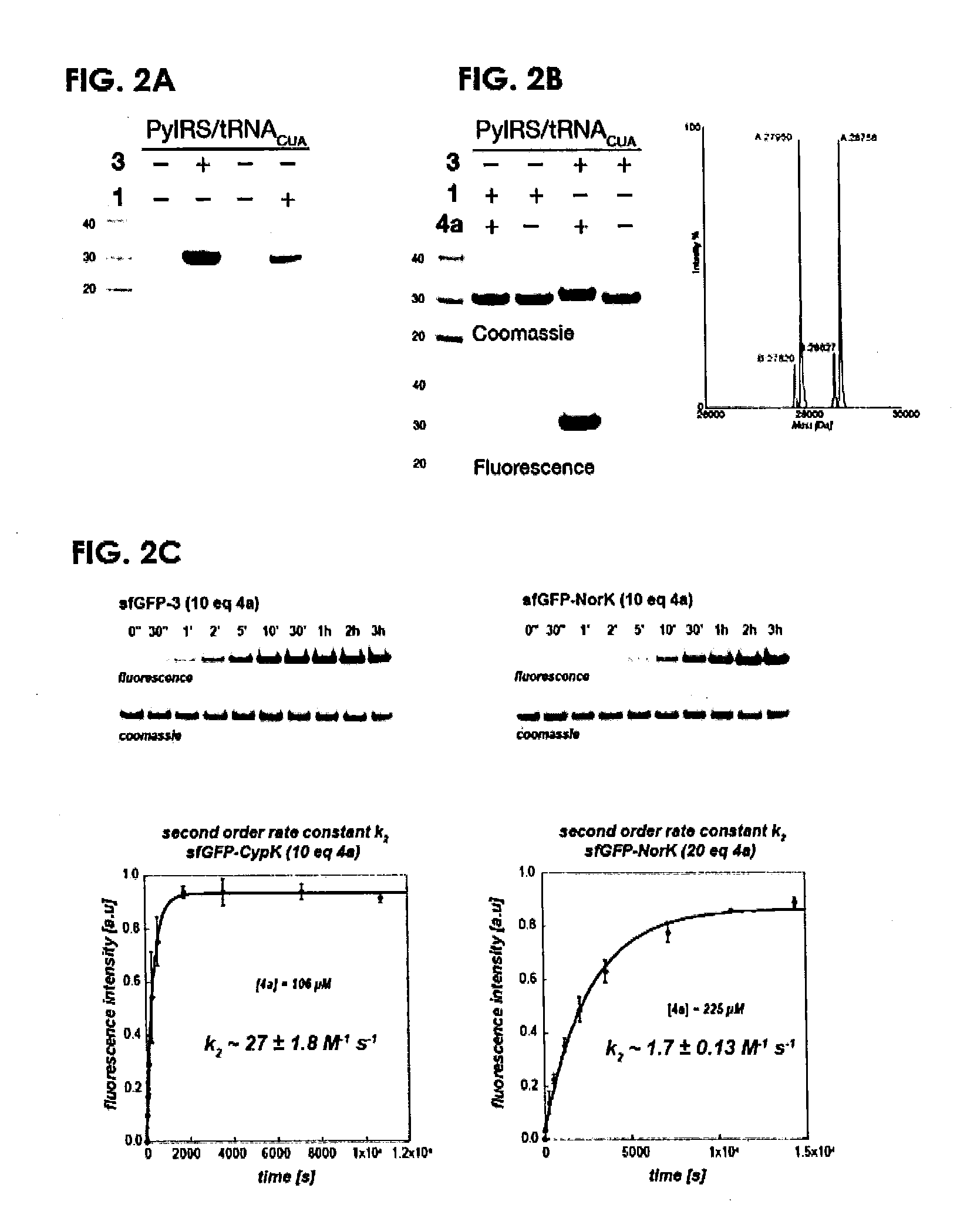 Cyclopropene amino acids and methods