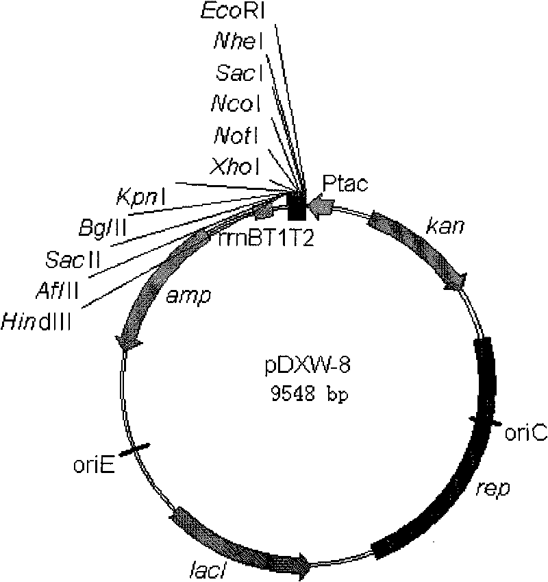 Colibacillus-corynebacterium inducible expression carrier pDXW-8 and building method thereof