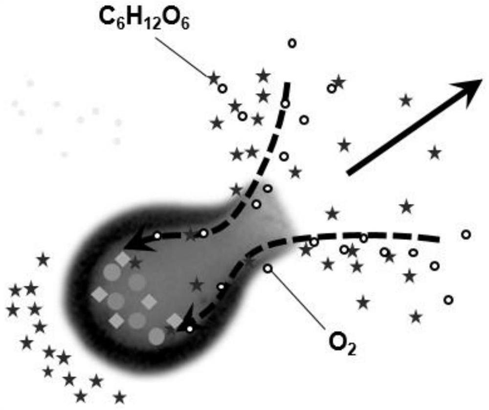 Enzyme-driven bottle-shaped nanomotor and preparation method thereof