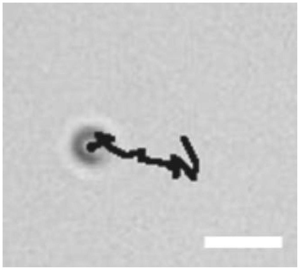 Enzyme-driven bottle-shaped nanomotor and preparation method thereof