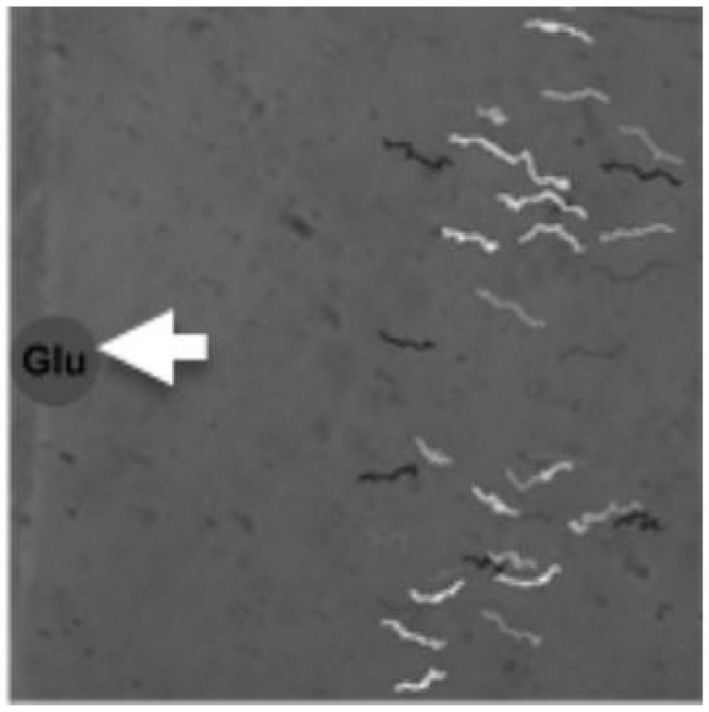 Enzyme-driven bottle-shaped nanomotor and preparation method thereof