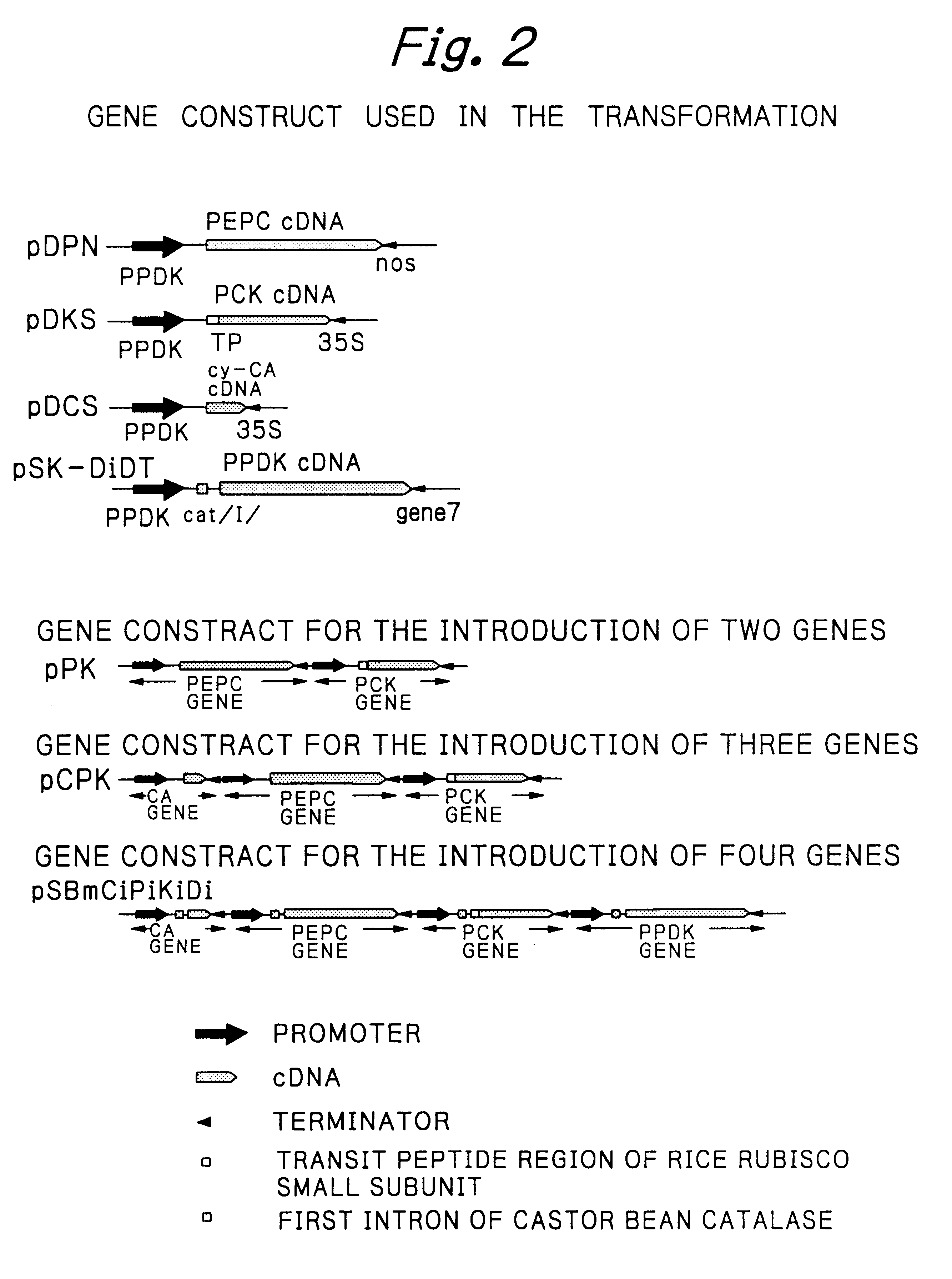 Rice plants transformed to provide a PCK-type C4 cycle and methods of making