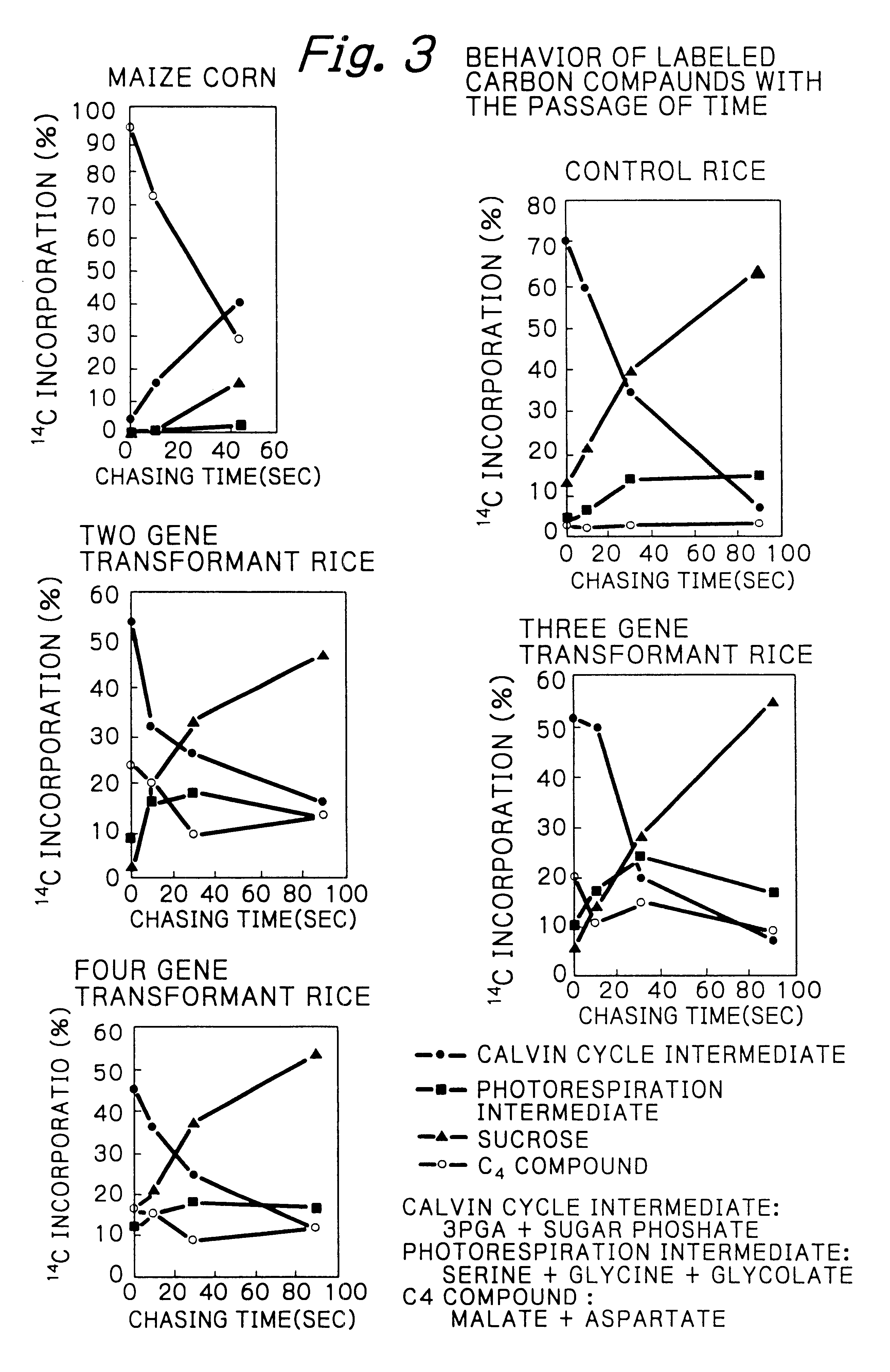 Rice plants transformed to provide a PCK-type C4 cycle and methods of making