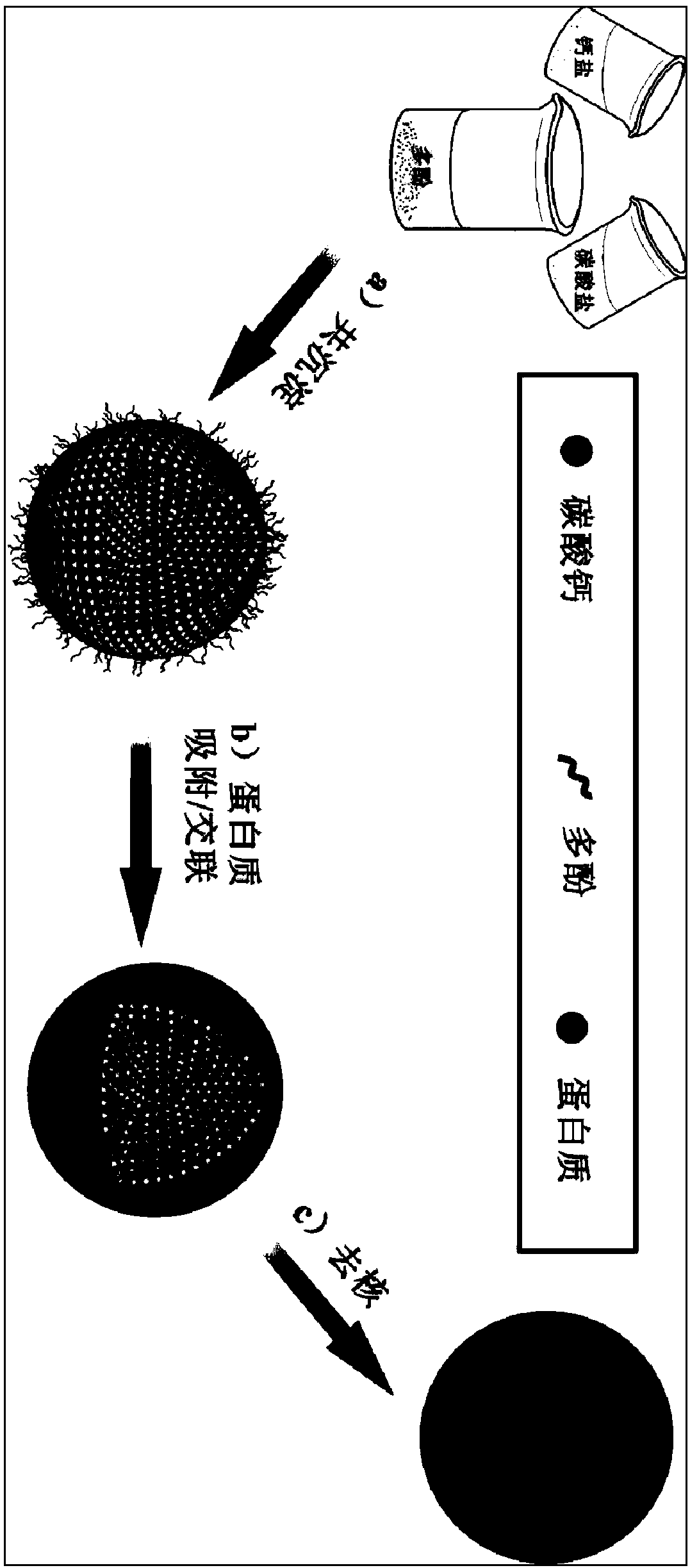 One-step adsorption method used for preparing protein microcapsules