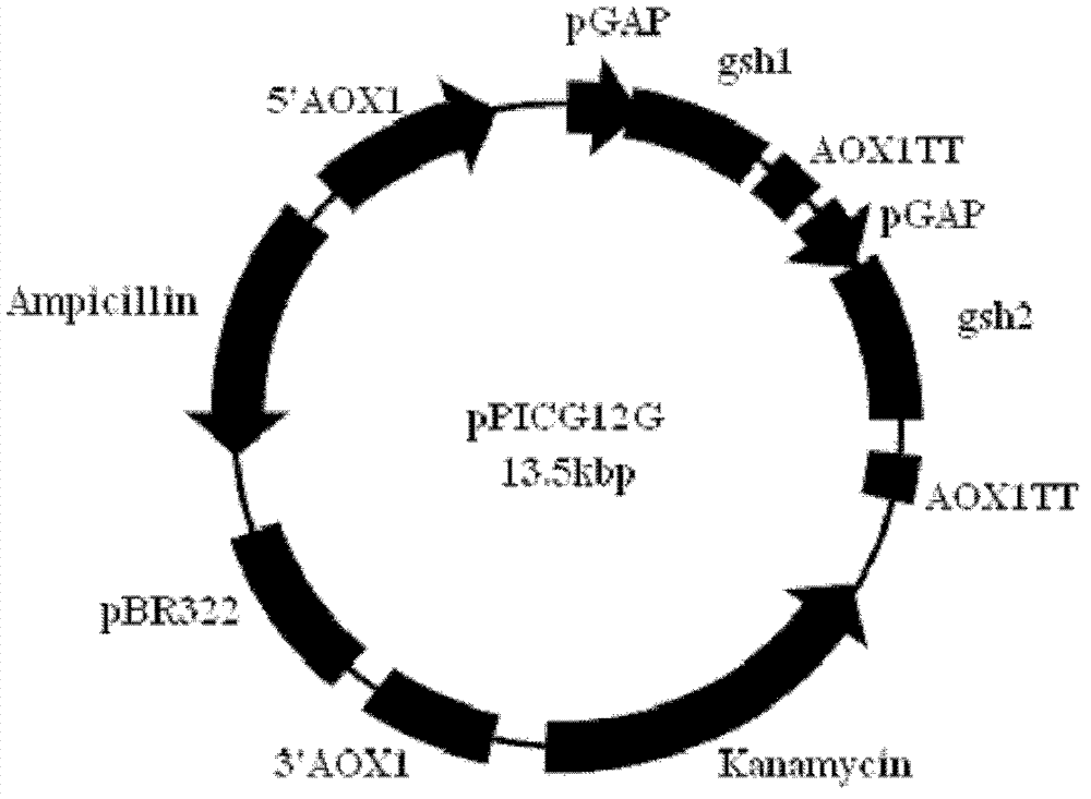 Recombination strain secreting glutathione and preparation method thereof