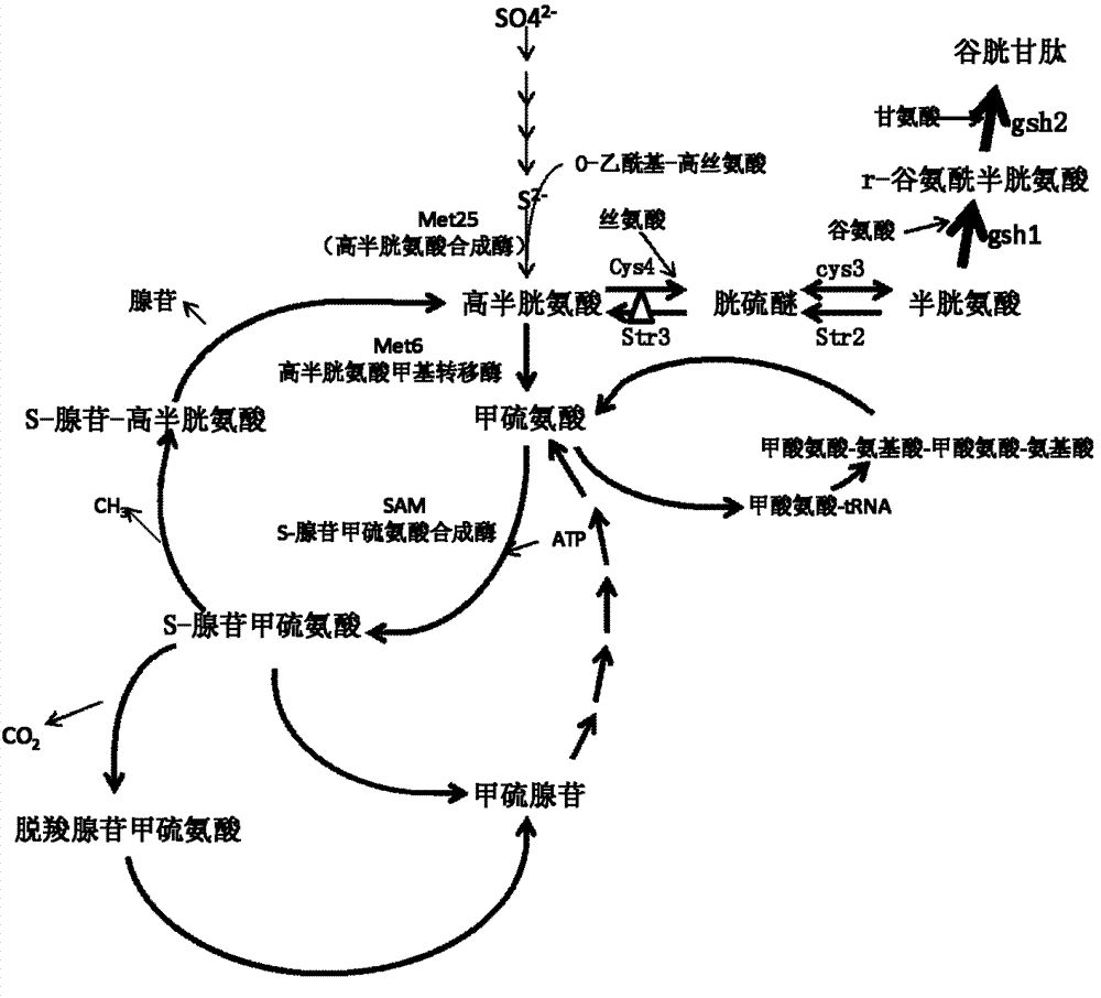 Recombination strain secreting glutathione and preparation method thereof