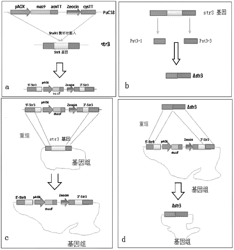 Recombination strain secreting glutathione and preparation method thereof