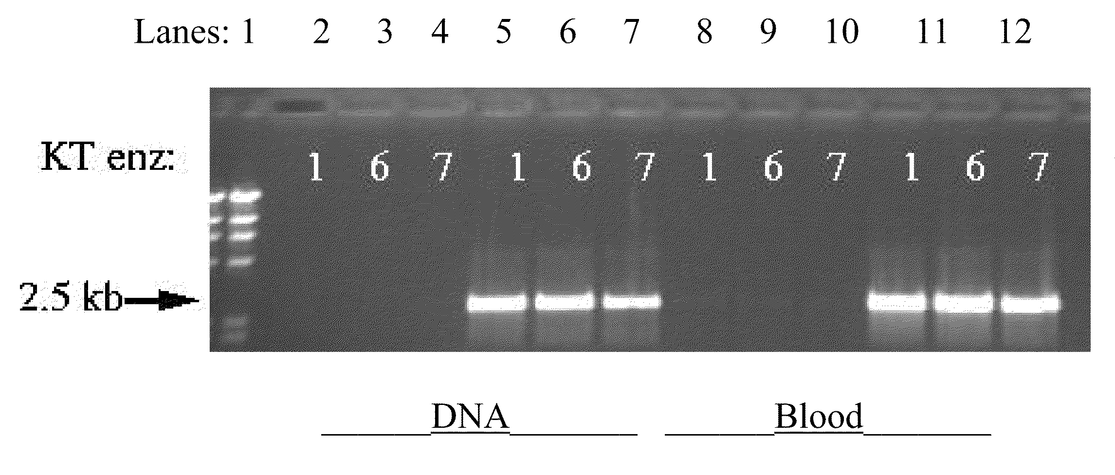 Use of whole blood in PCR reactions