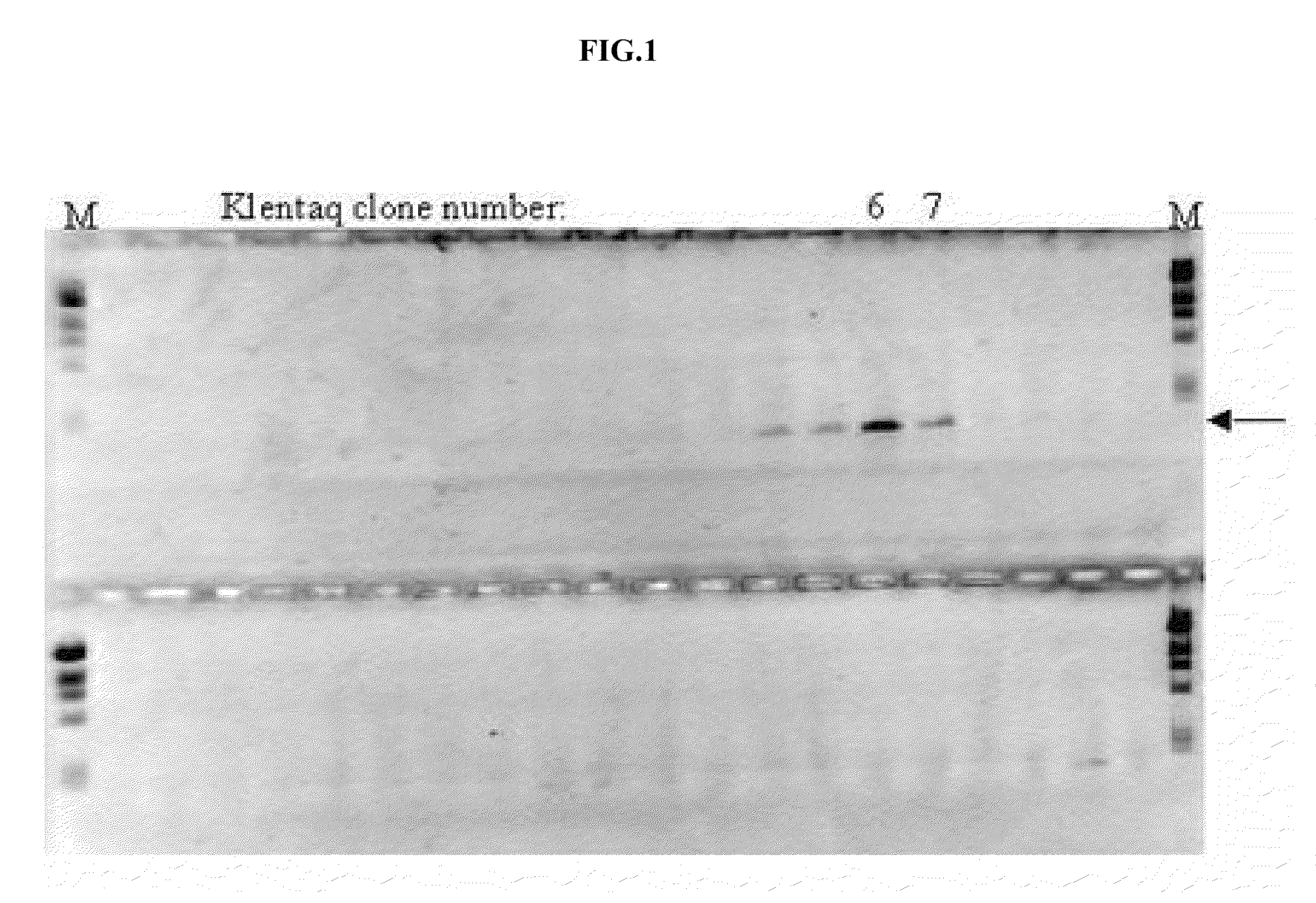 Use of whole blood in PCR reactions