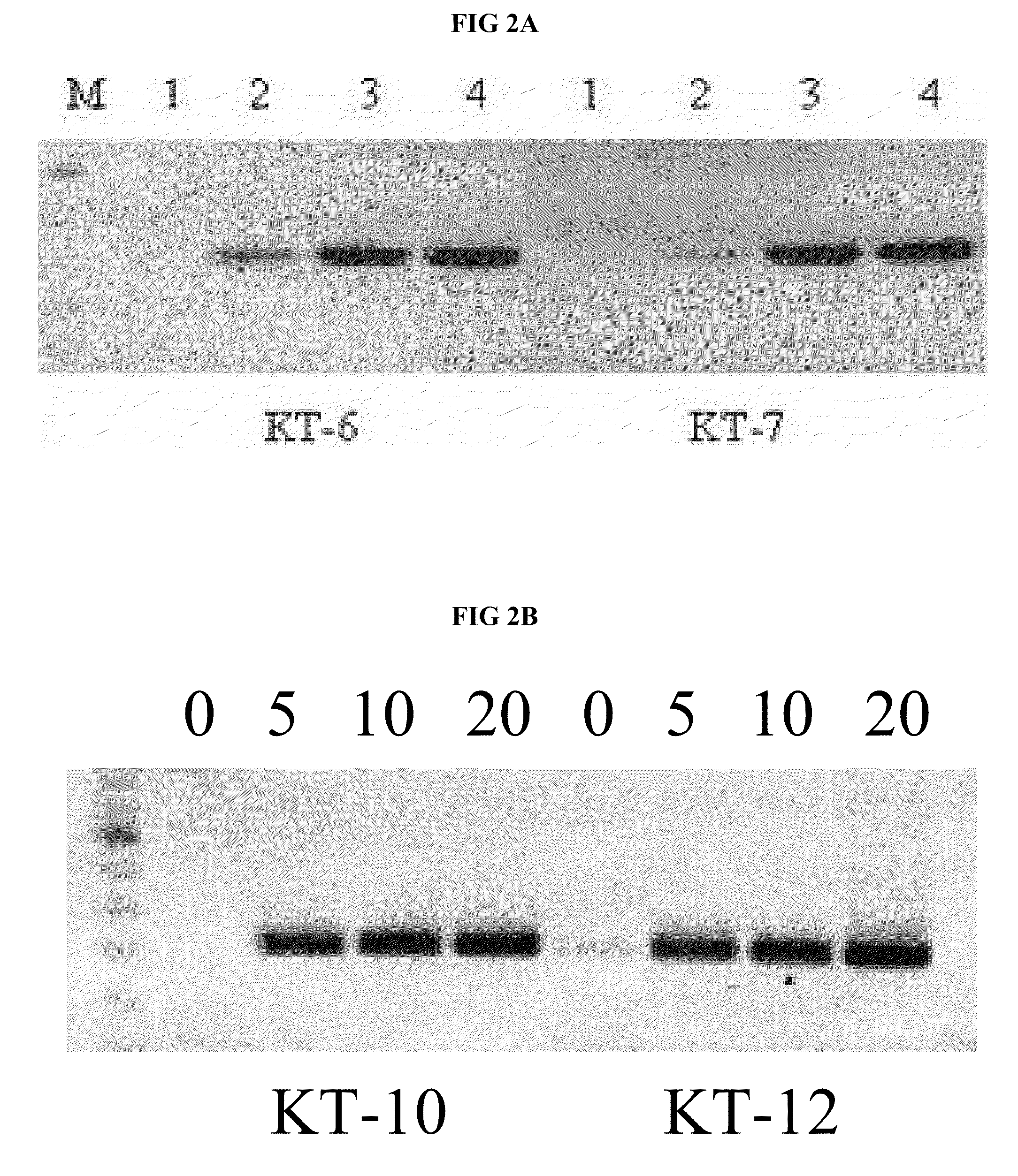 Use of whole blood in PCR reactions