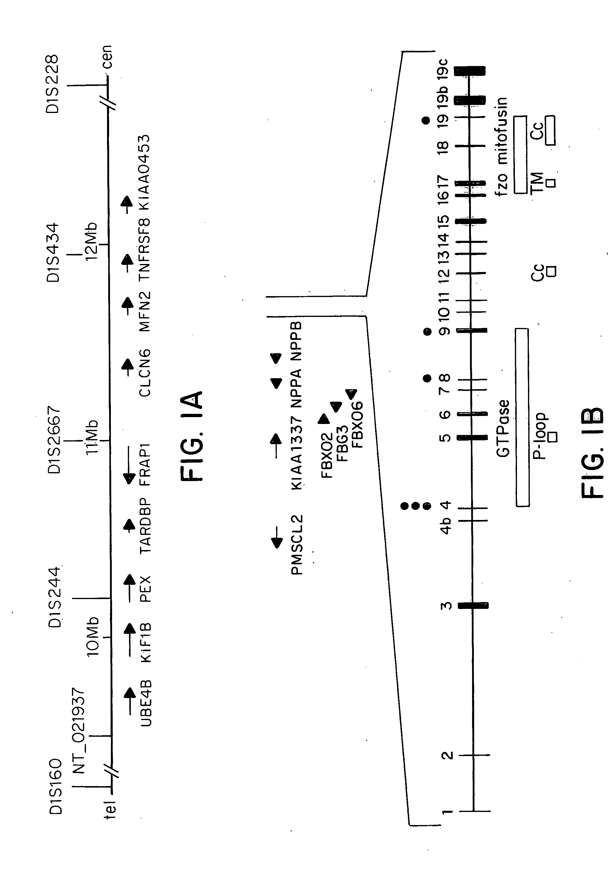 Methods of detecting Charcot-Marie Tooth disease type 2A