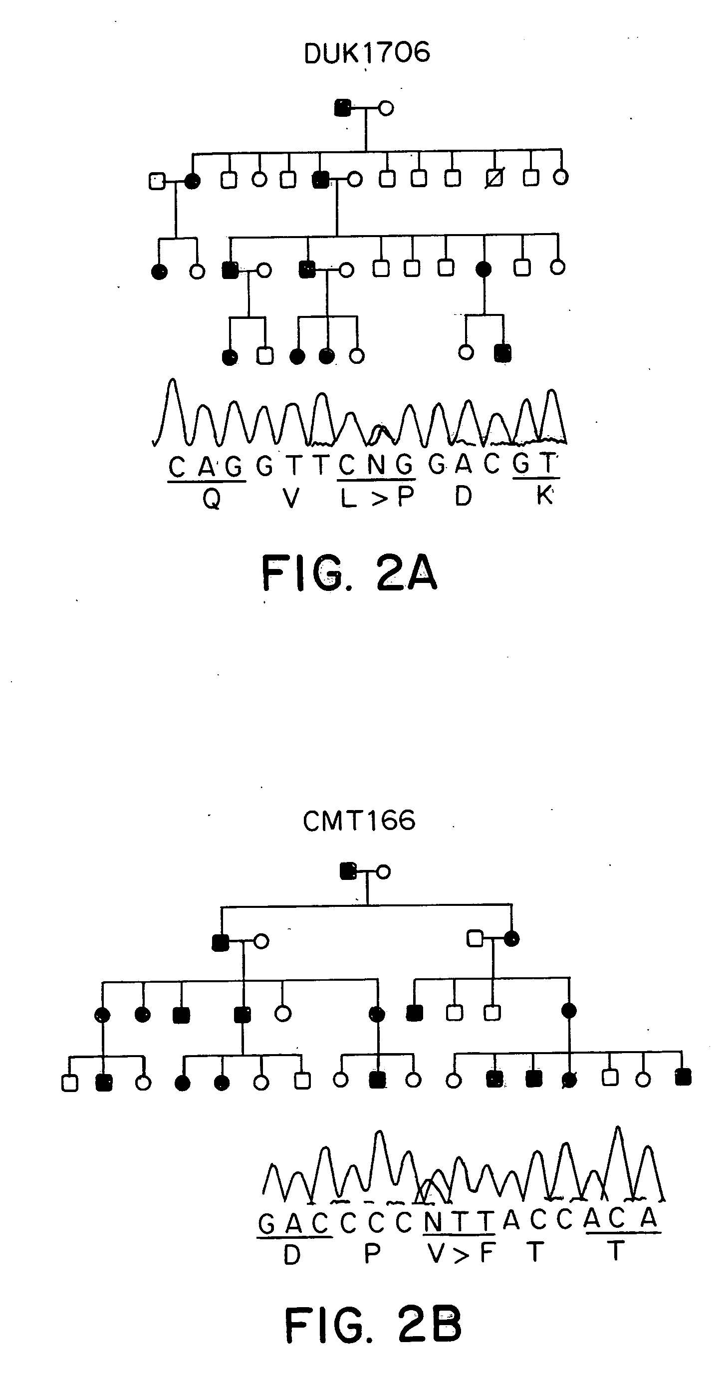 Methods of detecting Charcot-Marie Tooth disease type 2A