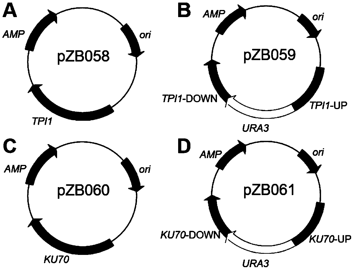 Construction and application of heat-resistant yeast engineering bacteria capable of producing glycerine under high temperature aerobiotic condition