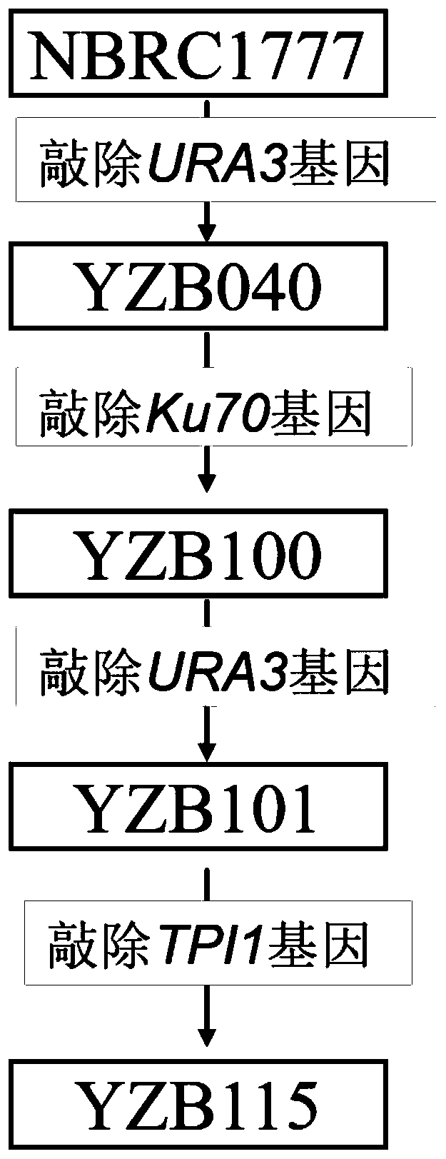 Construction and application of heat-resistant yeast engineering bacteria capable of producing glycerine under high temperature aerobiotic condition