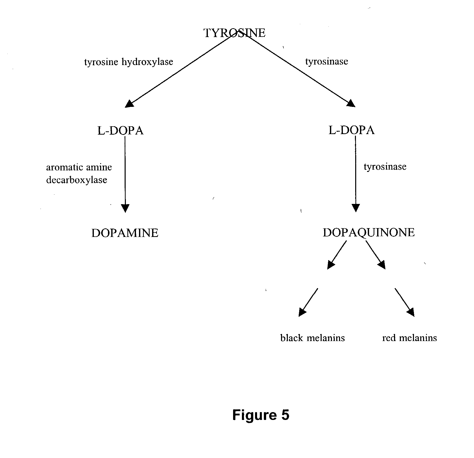 Modified retinal pigment epithelial cells for cell transplantation