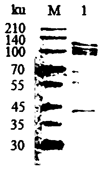 Application of protein to preparation of medicine for preventing trueperella pyogenes infection