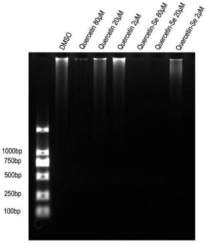 Polynuclear flavonoid complex as well as preparation method and use thereof