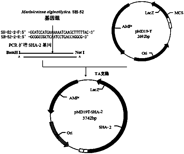 A kind of alginate lyase sha-2 gene and its expression vector