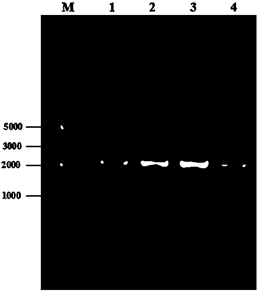 A kind of alginate lyase sha-2 gene and its expression vector