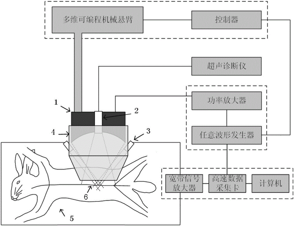 Ultrasonic-cavitation-injury-based method for establishing atherosclerotic-plaque animal model and blood vessel endothelial injury device