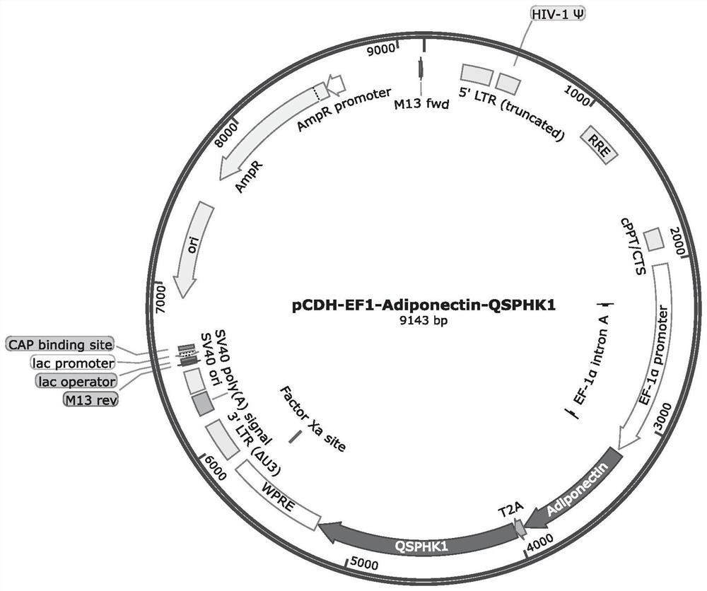 Double-gene modified stem cell and application thereof