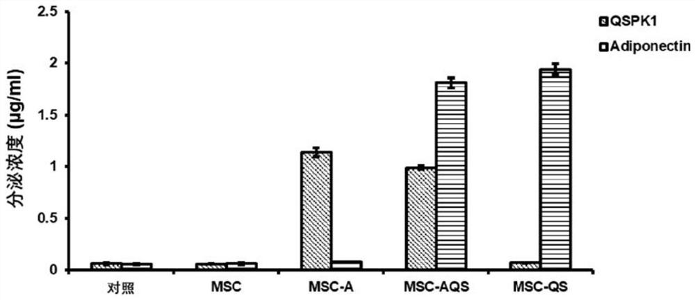 Double-gene modified stem cell and application thereof