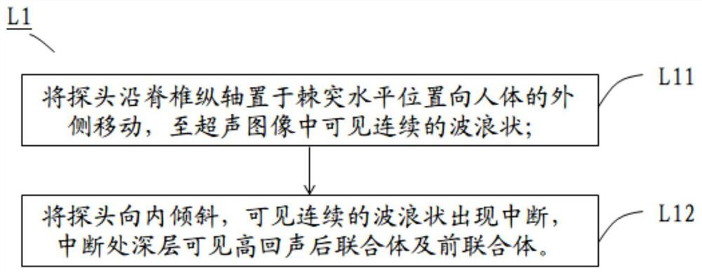 Chest spine ultrasonic scanning teaching method