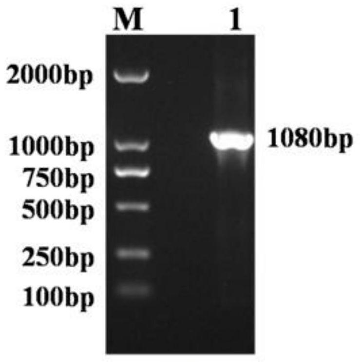 Toxoplasma gondii sag2 gene and mic3 gene recombinant adenovirus construction method, recombinant adenovirus and application