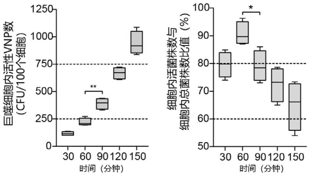 Mononuclear cell or macrophage loaded with attenuated salmonella as well as preparation method and application of mononuclear cell or macrophage