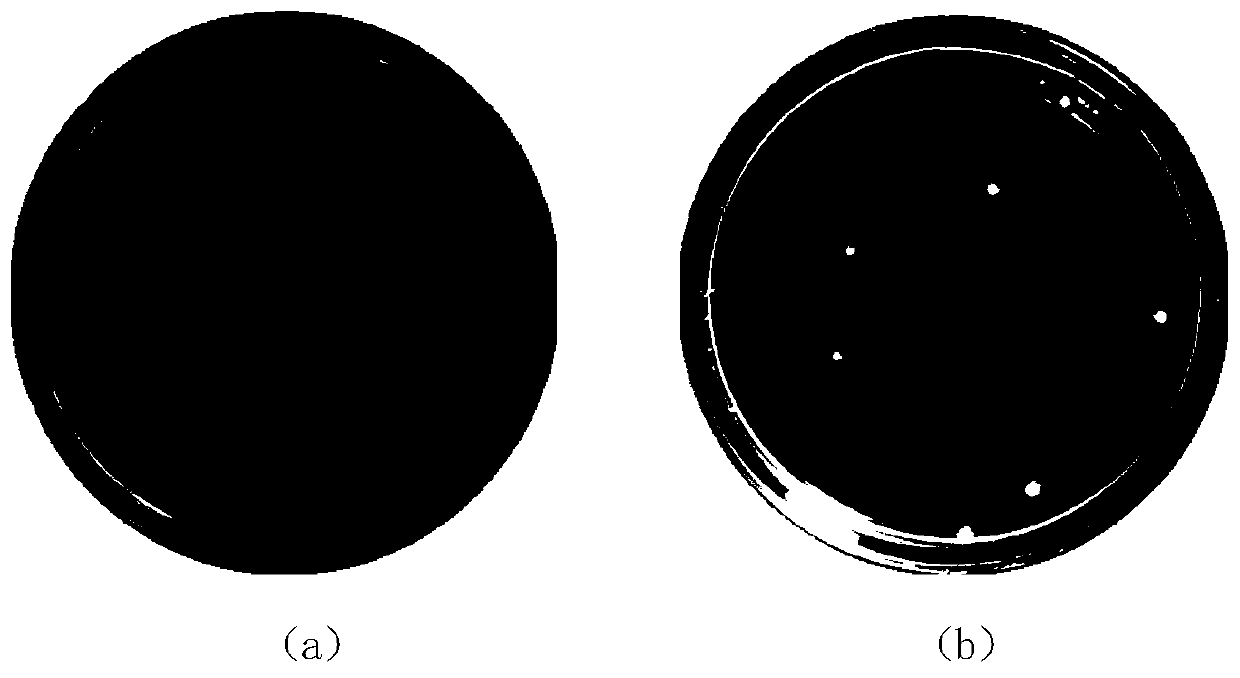 A kind of precipitation hardening martensitic antibacterial stainless steel for medical surgery