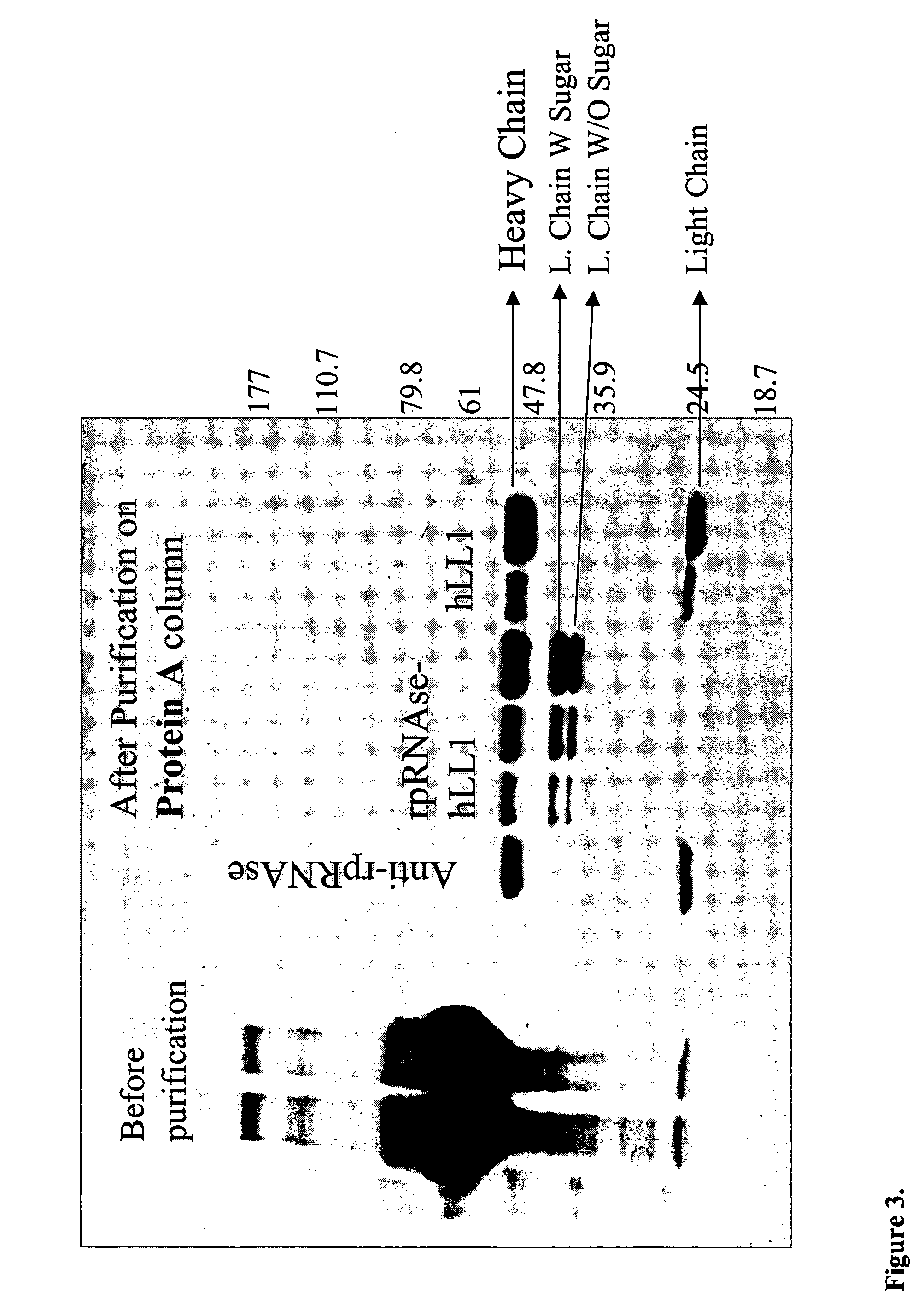 Fusion proteins containing recombinant cytotoxic RNAses