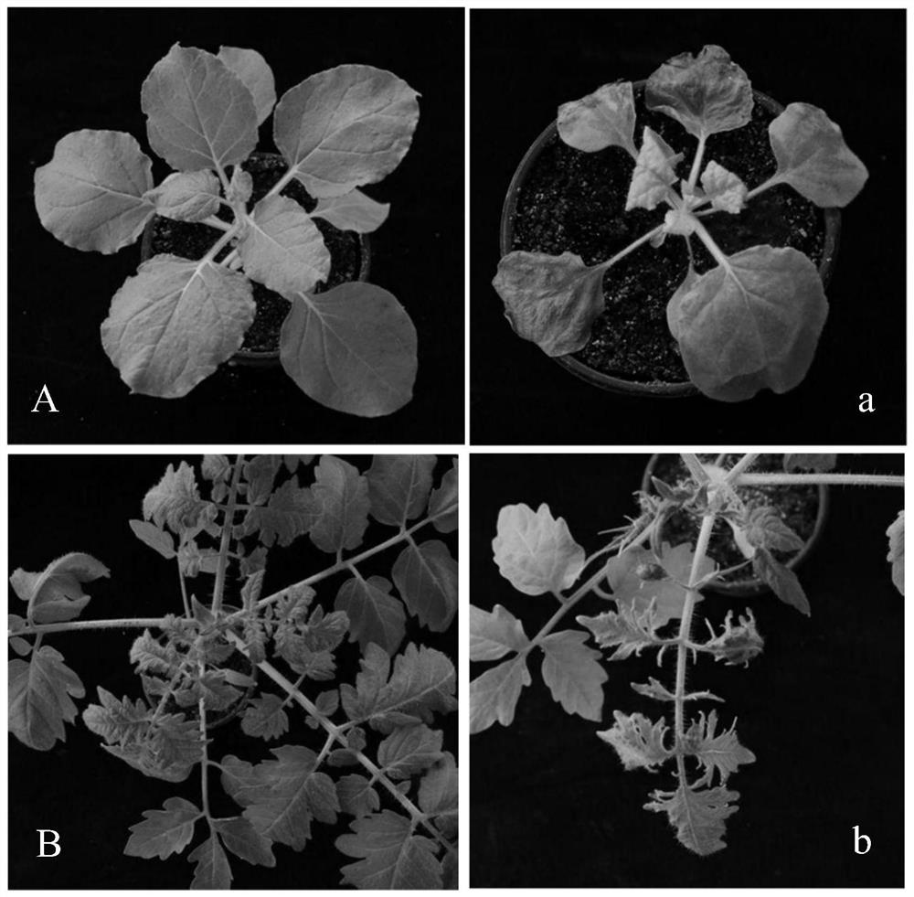 Infectious cloning vector of tomato brown wrinkle fruit virus and construction method and application thereof