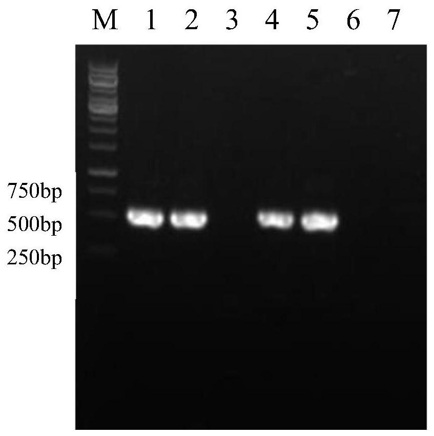 Infectious cloning vector of tomato brown wrinkle fruit virus and construction method and application thereof