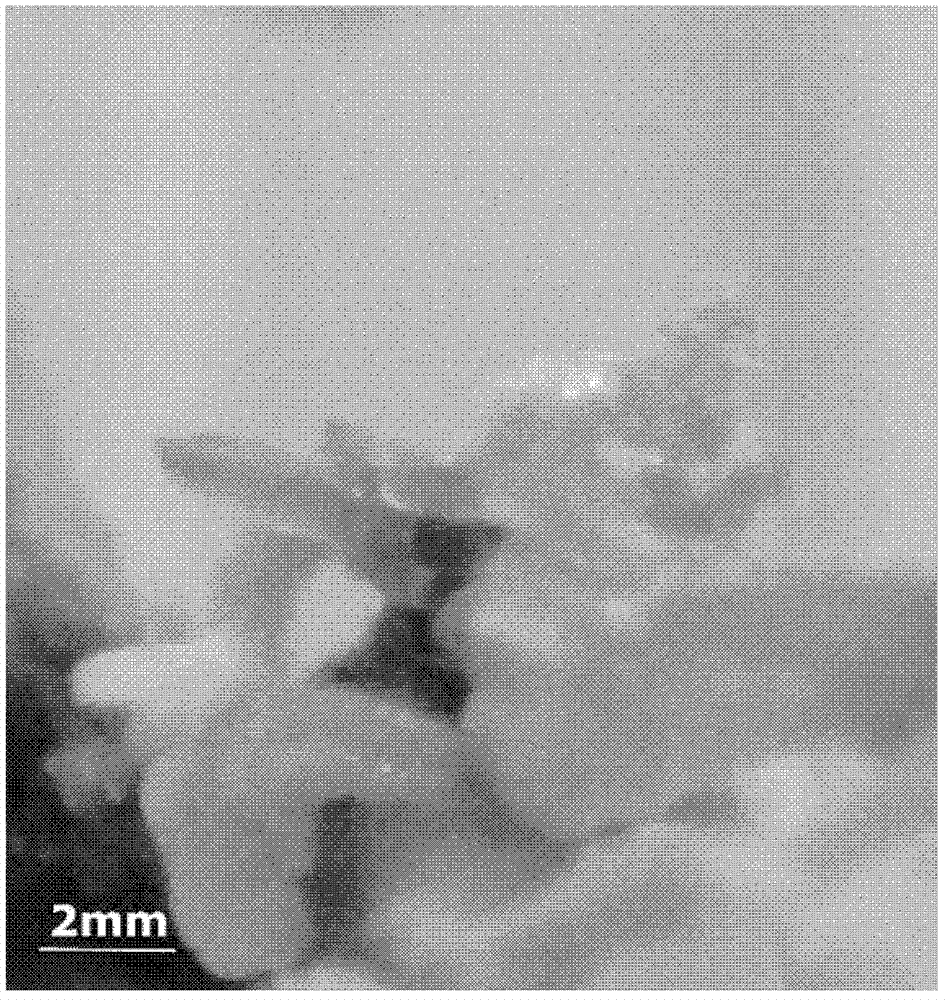 Isolated culture and plant regeneration method of silver chain