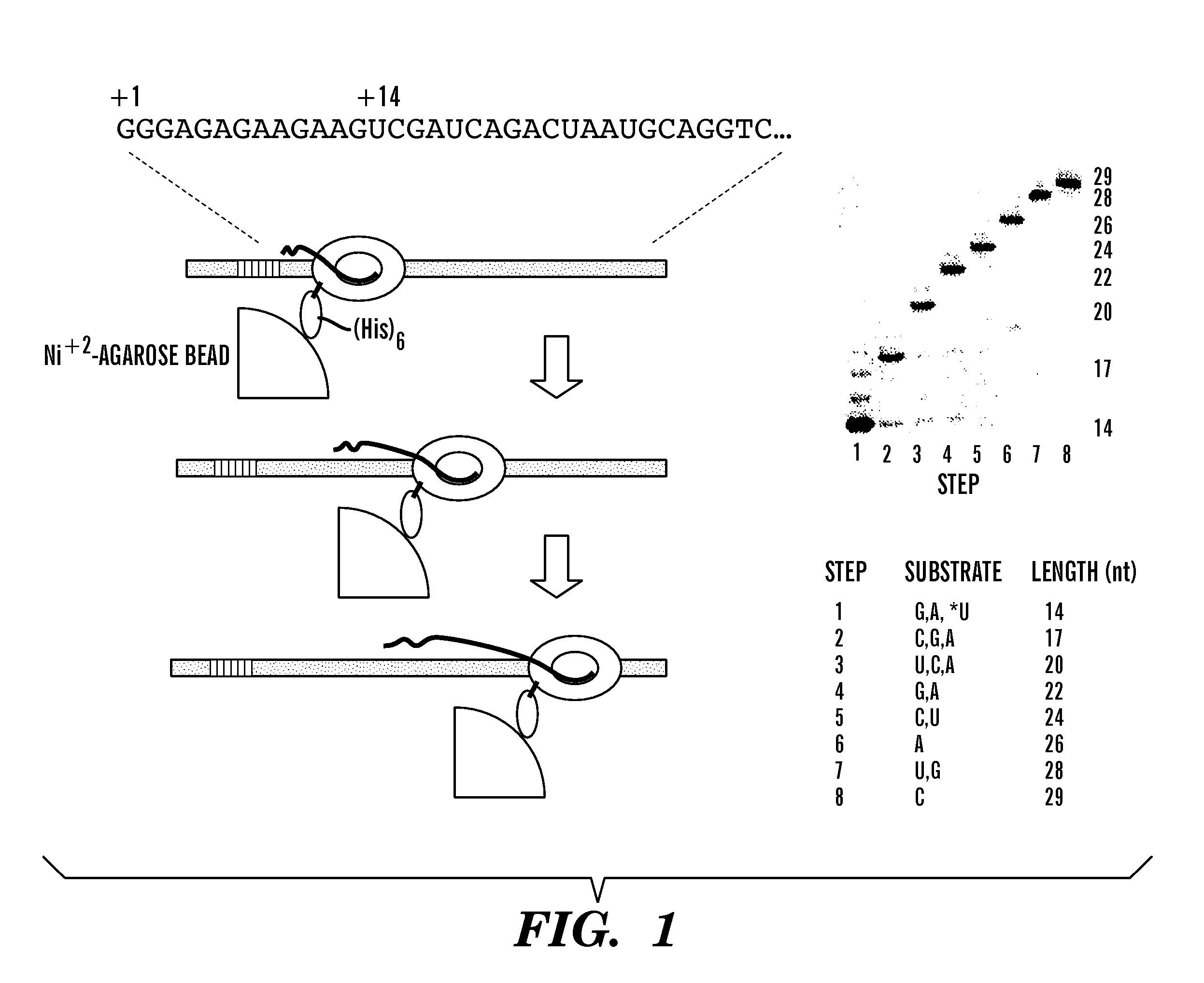 Use of RNA polymerase as an information-dependent molecular motor