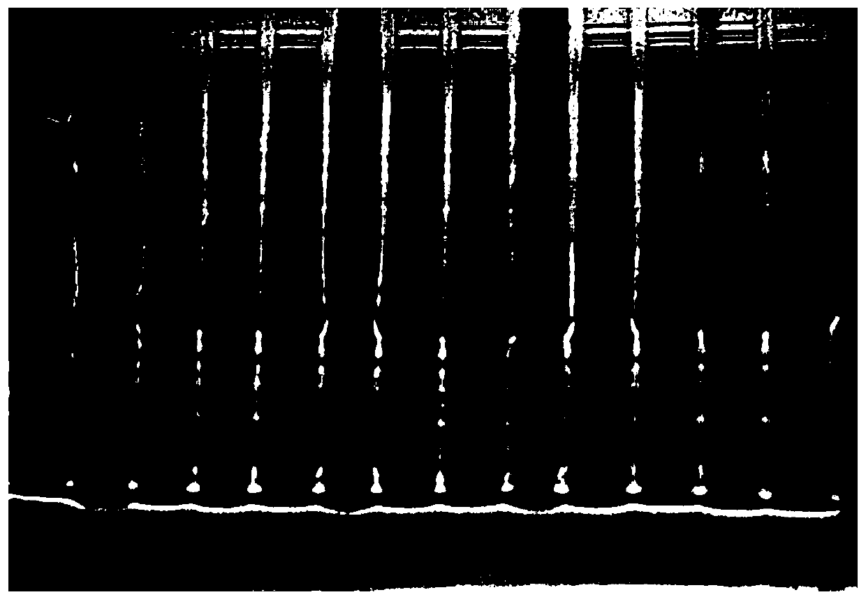 Pseudomonas aeruginosa flagellin for improving disease resistance of plants as well as coding gene and application of pseudomonas aeruginosa flagellin