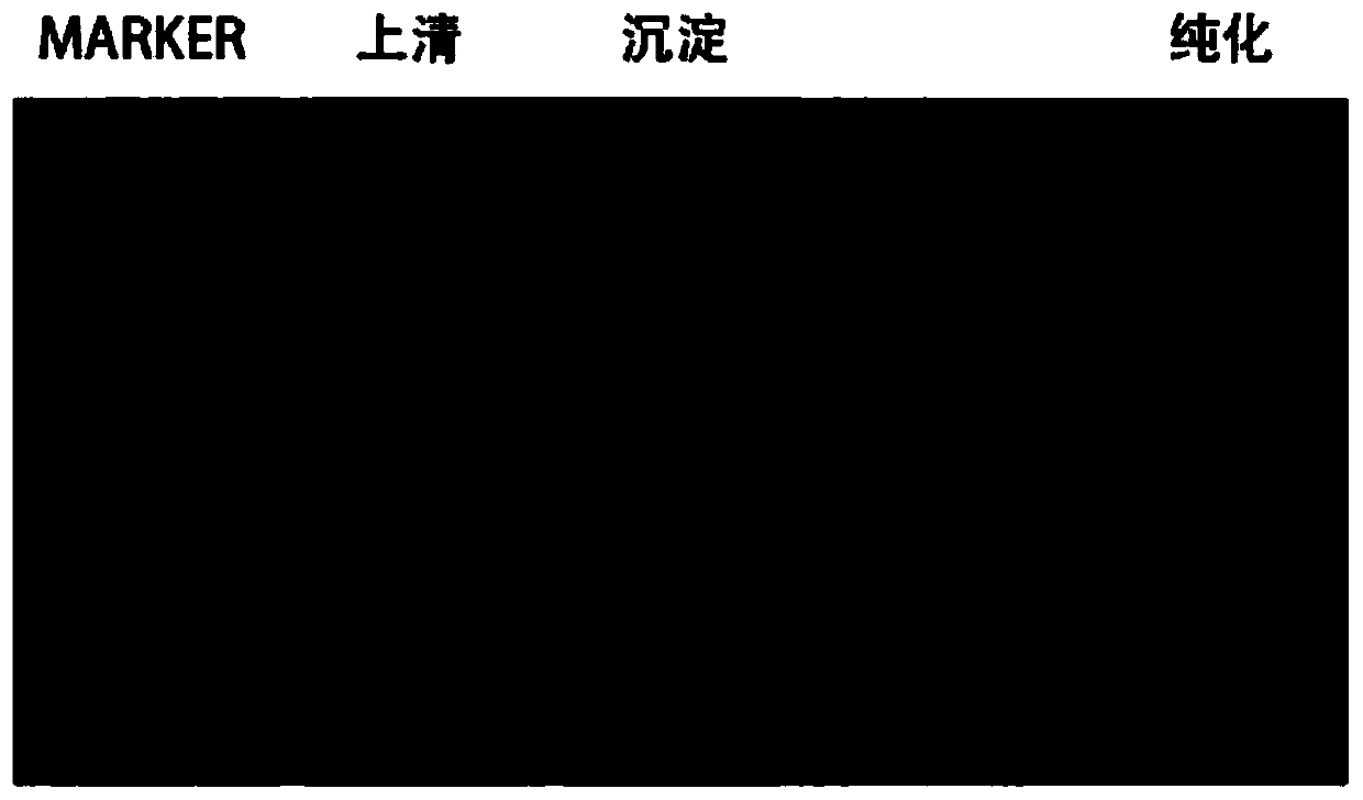 Pseudomonas aeruginosa flagellin for improving disease resistance of plants as well as coding gene and application of pseudomonas aeruginosa flagellin