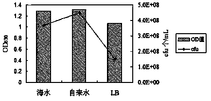 Fermental cultivation method for marine pseudoalteromonas