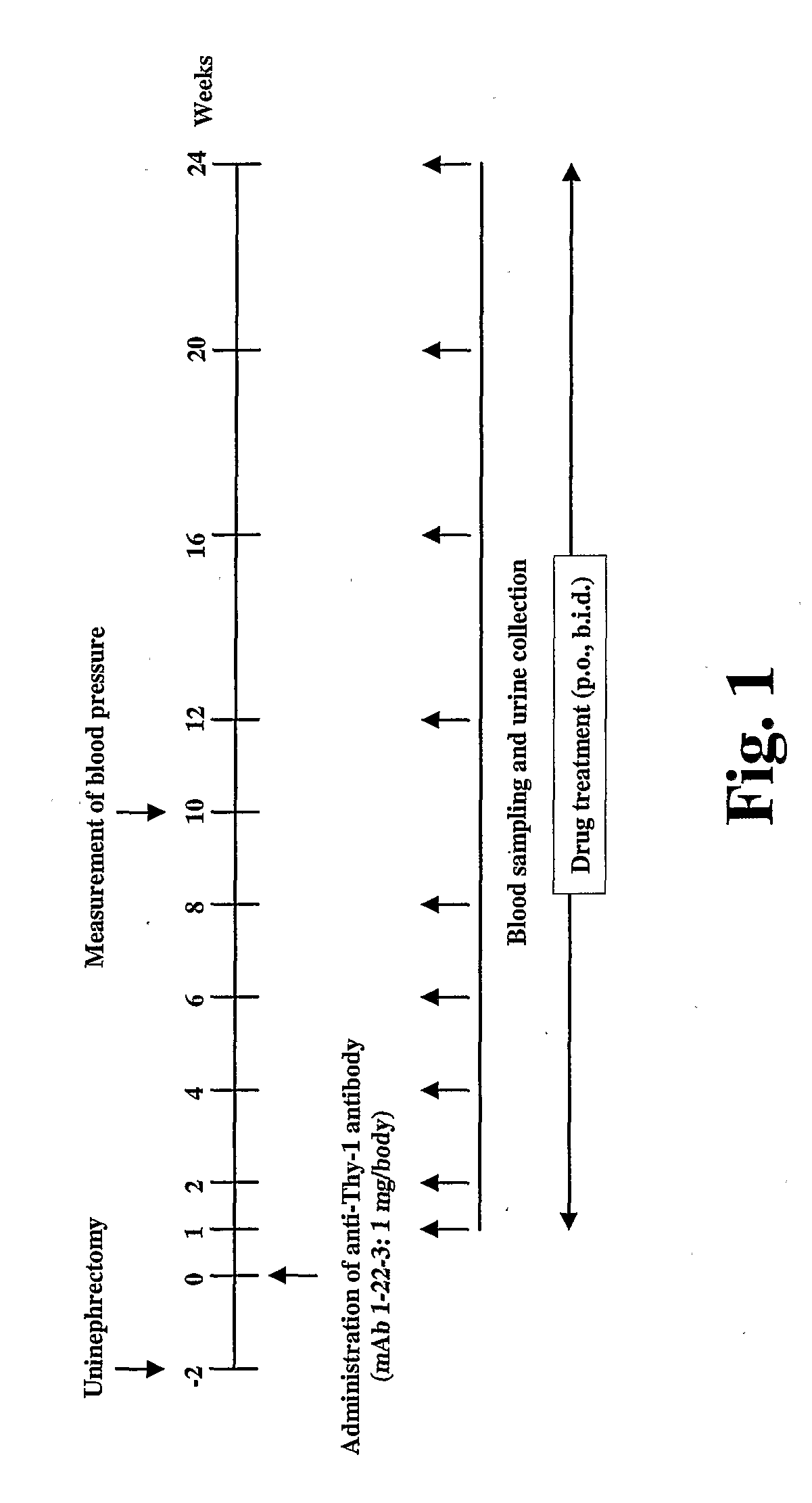 Combination of Prostaglandin E2 Receptor Antagonists and Renin-Angiotensin System Inhibitors for Treating Renal Diseases