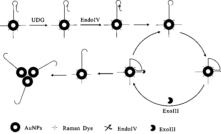 Biosensor for detecting uracil-DNA glycosylase, and preparation method thereof