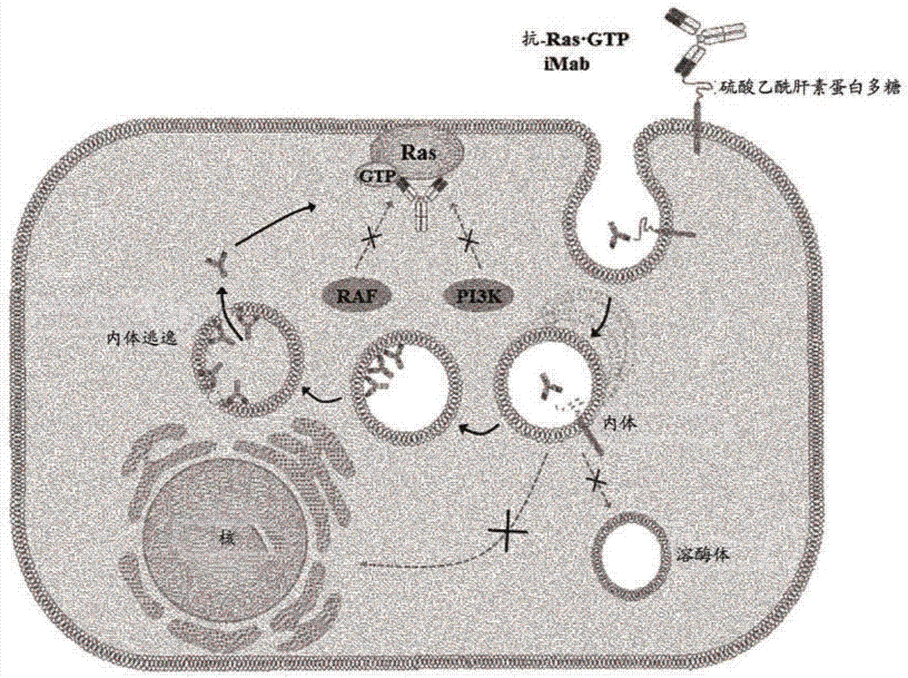 Method for suppressing ras activated in cell by using antibody having cytoplasm penetration capacity and complete immunoglobulin form, and use for same