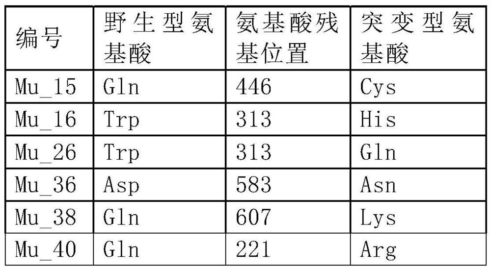 MMLV enzyme combination mutant