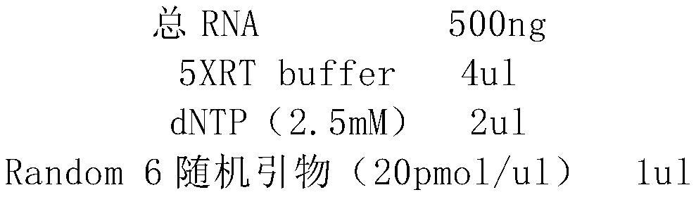 MMLV enzyme combination mutant