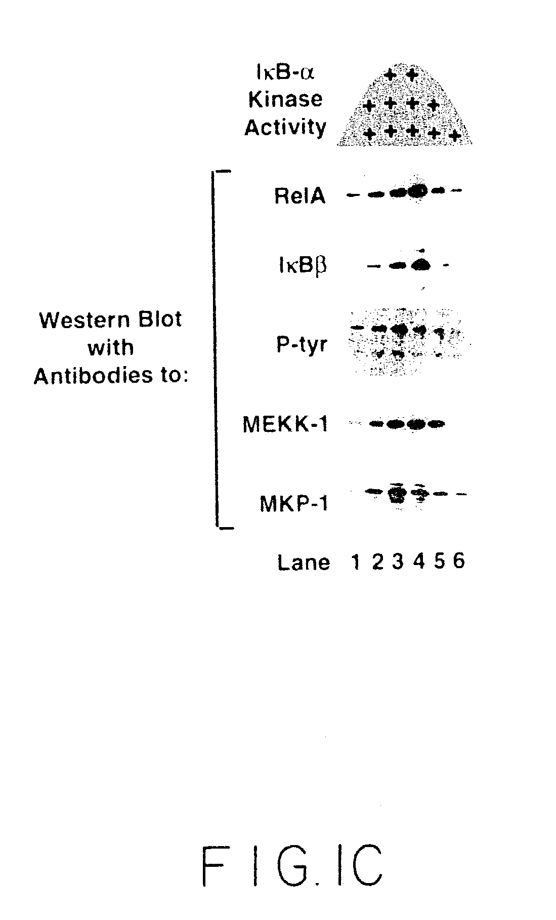 Stimulus-inducible protein kinase complex and methods of use therefor