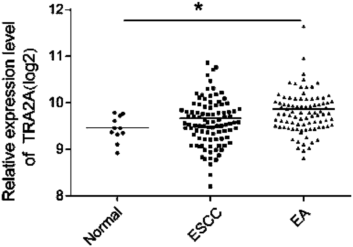 Esophageal cancer prognosis biological marker and detection method and application thereof