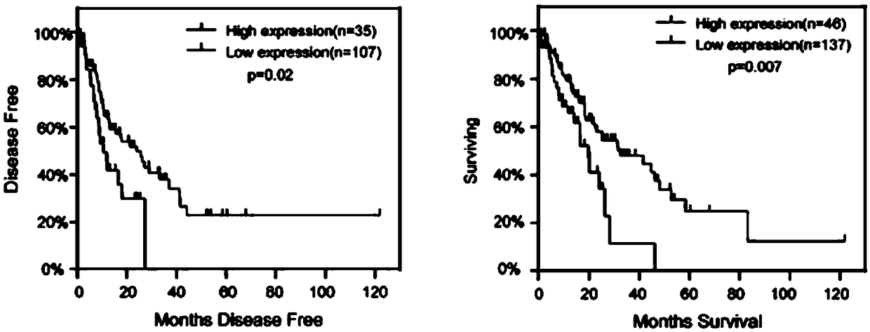 Esophageal cancer prognosis biological marker and detection method and application thereof